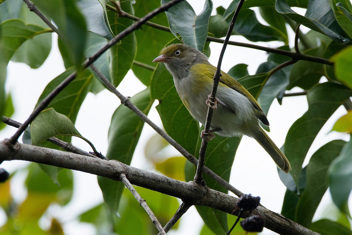 Gray-chested Greenlet - LUCIANO BERNARDES