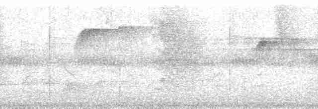 Russet Antshrike (Tawny) - ML184555