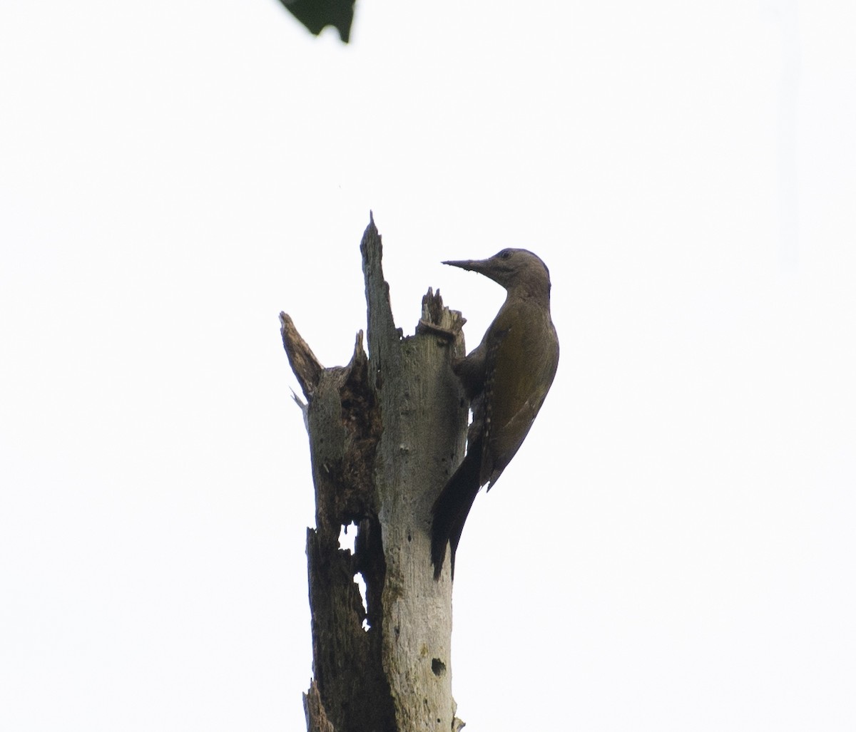 Gray-headed Woodpecker (Black-naped) - ML184555661