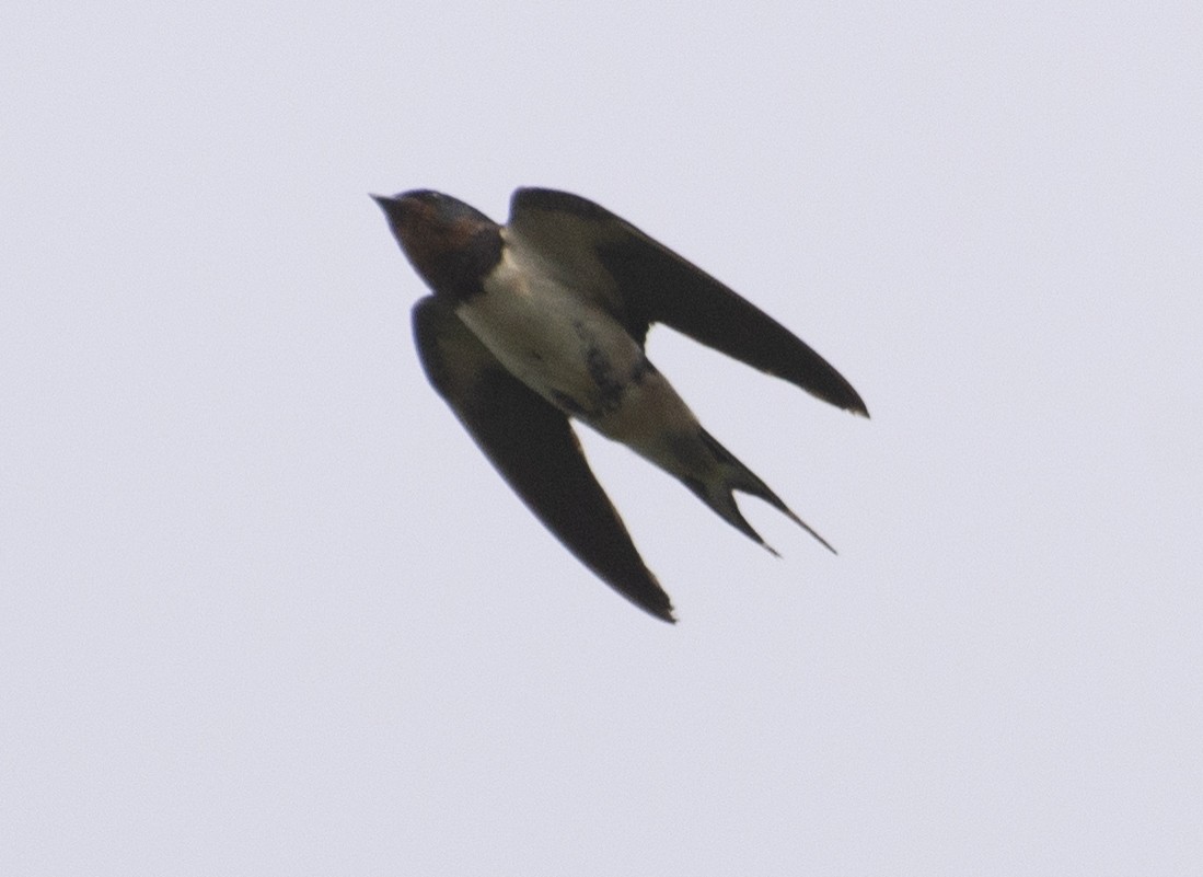 Barn Swallow - ML184556201