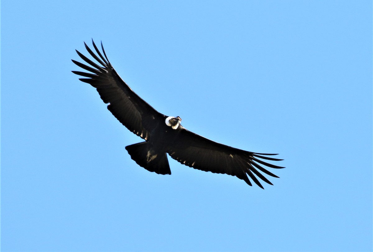 Andean Condor - ML184556381