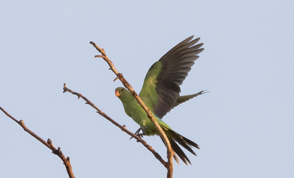 Red-winged Parrot - Caleb Putnam