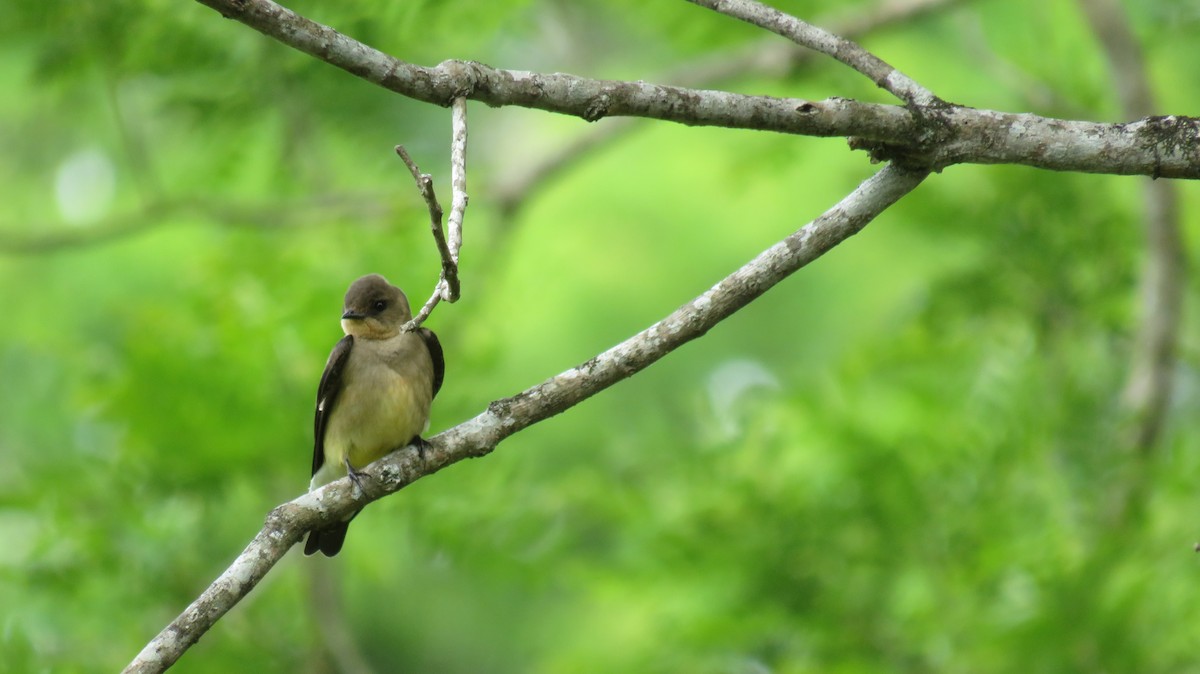 Southern Rough-winged Swallow - ML184558761