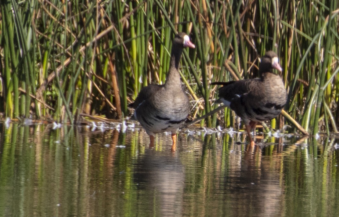 Greater White-fronted Goose - ML184560521