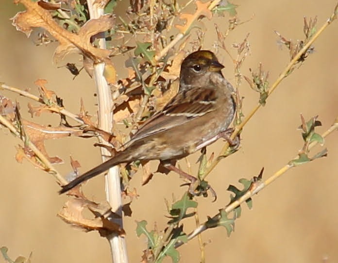 Golden-crowned Sparrow - sam hough