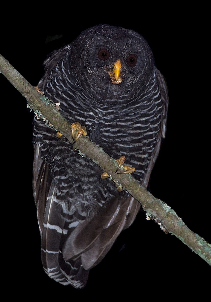 Black-banded Owl - ML184563561
