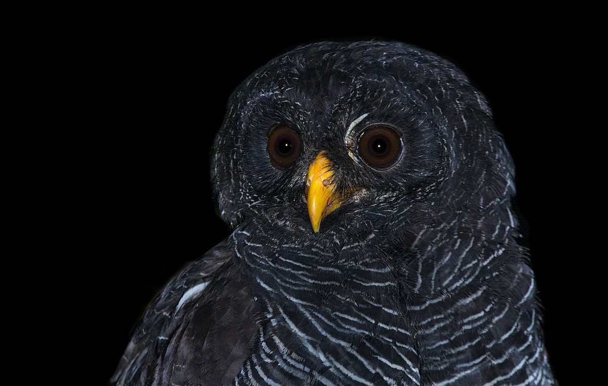 Black-banded Owl - ML184563571