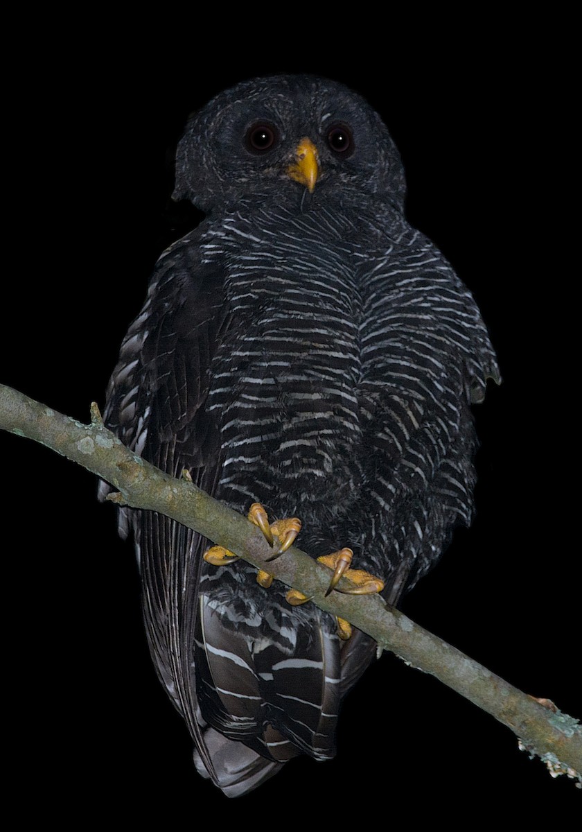 Black-banded Owl - ML184563581