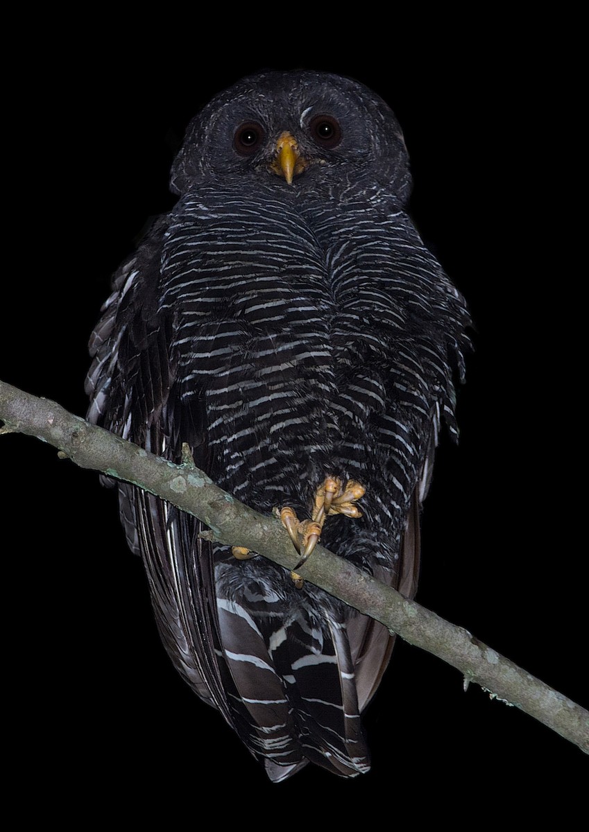 Black-banded Owl - ML184563591