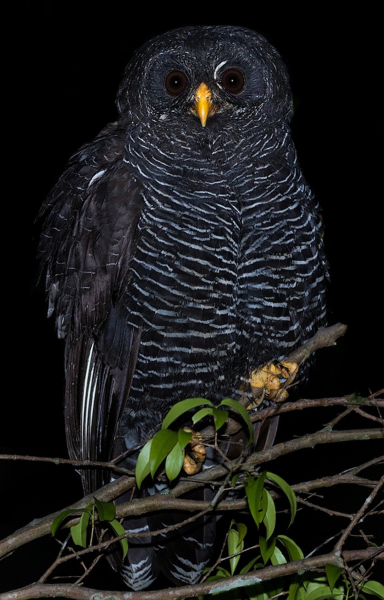 Black-banded Owl - ML184563611