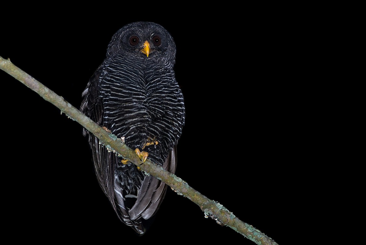 Black-banded Owl - ML184563641