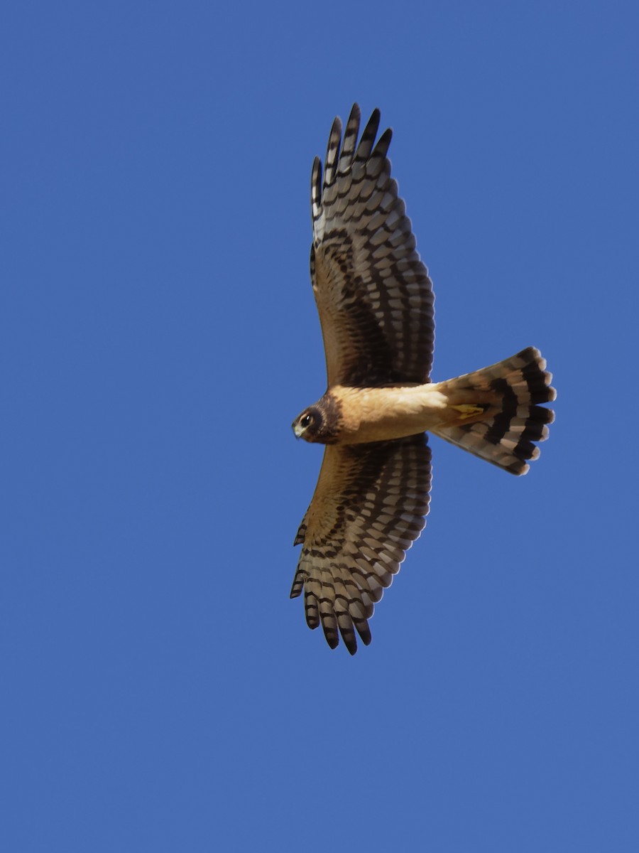 Northern Harrier - Dina Perry