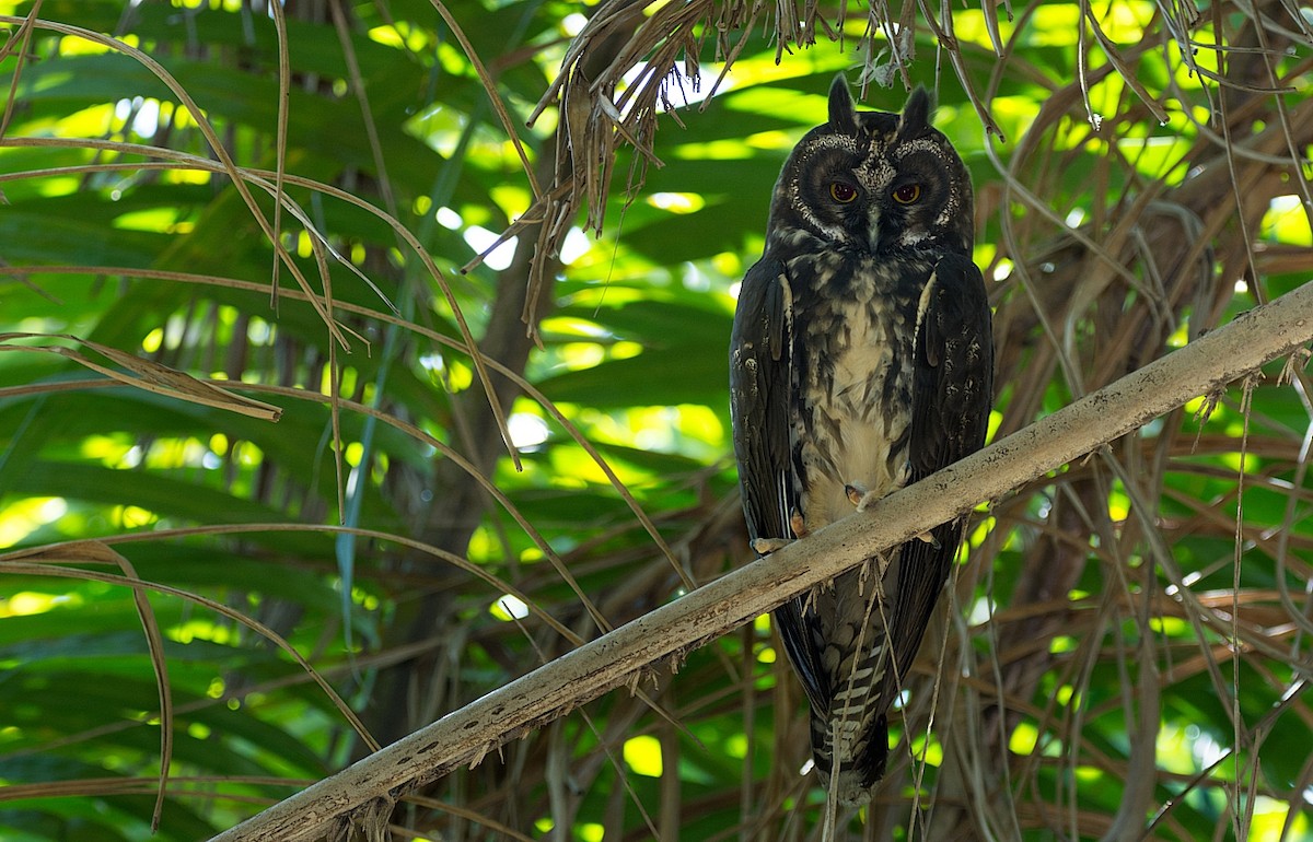 Stygian Owl - LUCIANO BERNARDES