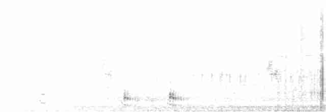 Медолюб-сережник східний - ML184572891