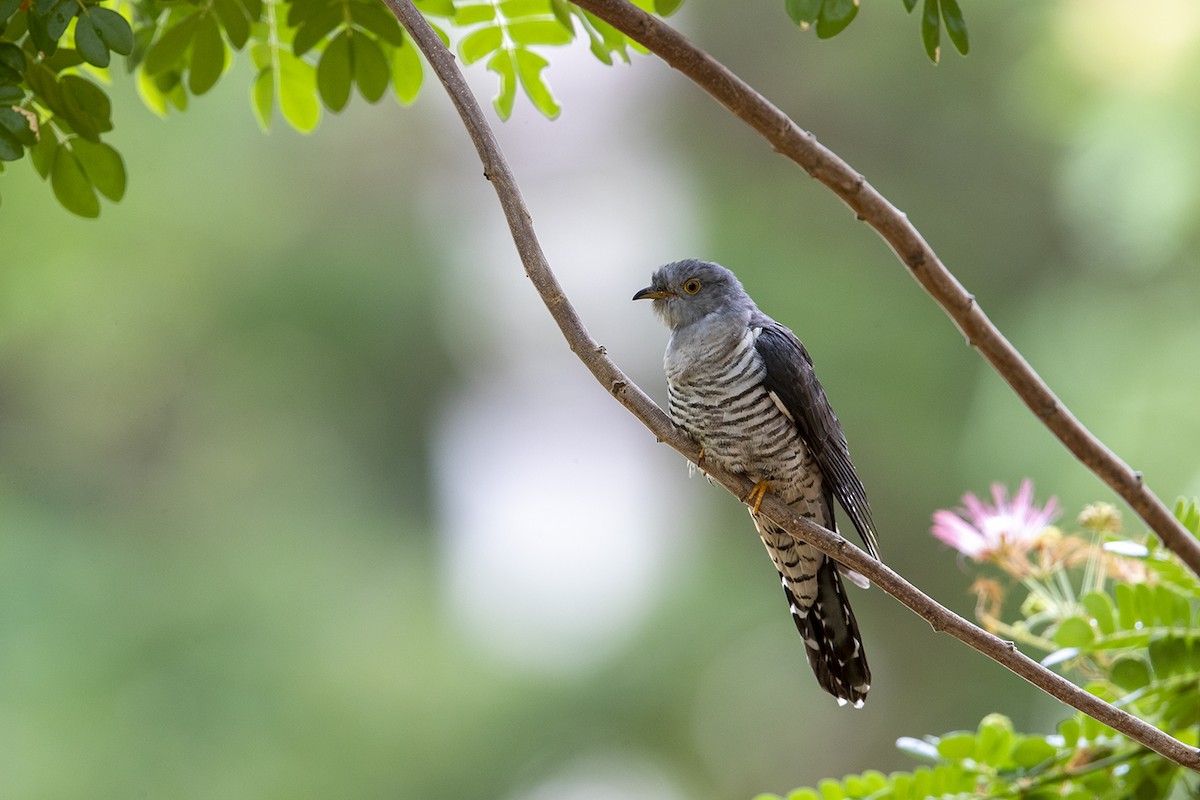 Oriental Cuckoo - Laurie Ross | Tracks Birding & Photography Tours