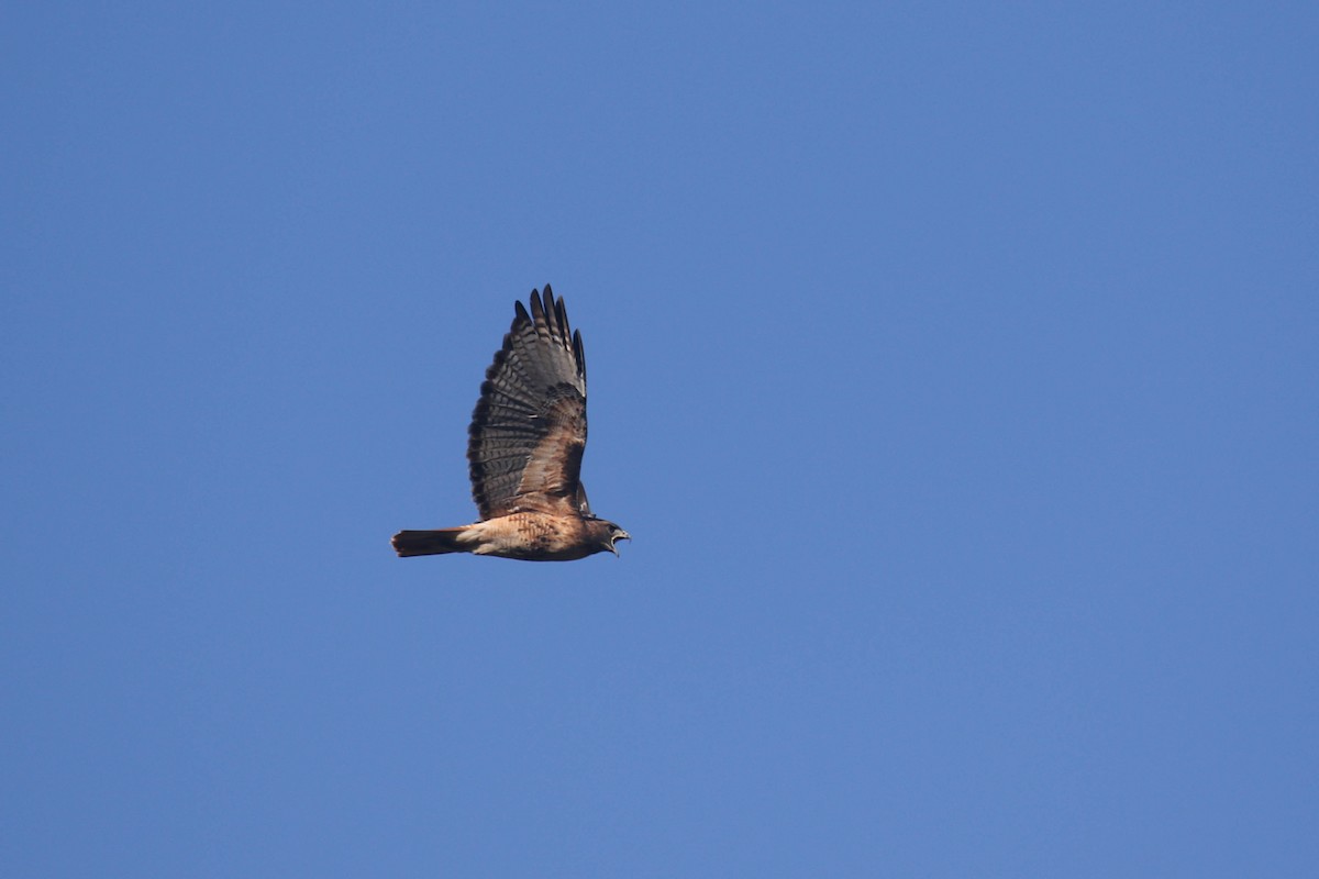 Red-tailed Hawk (calurus/alascensis) - ML184573931