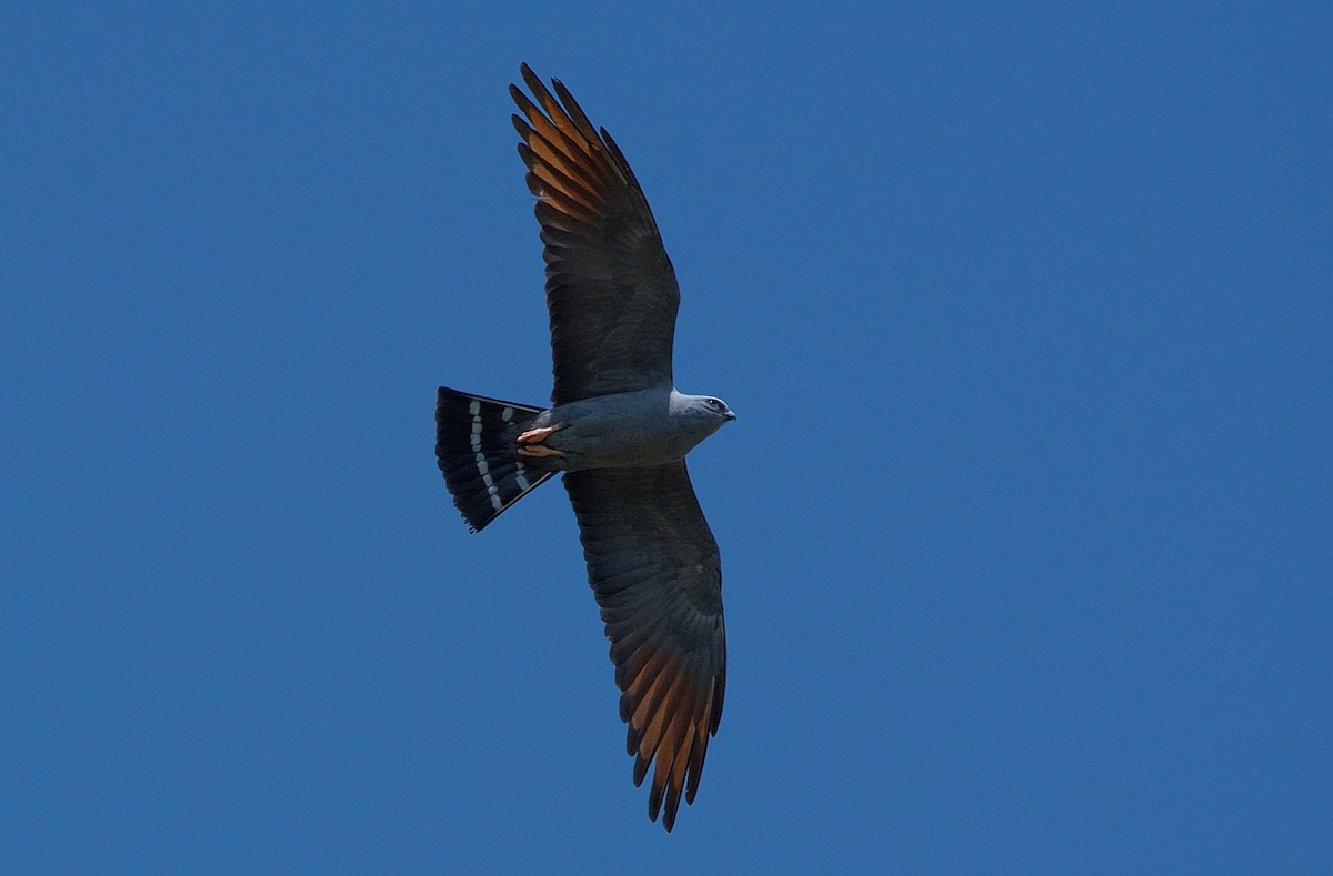 Plumbeous Kite - LUCIANO BERNARDES