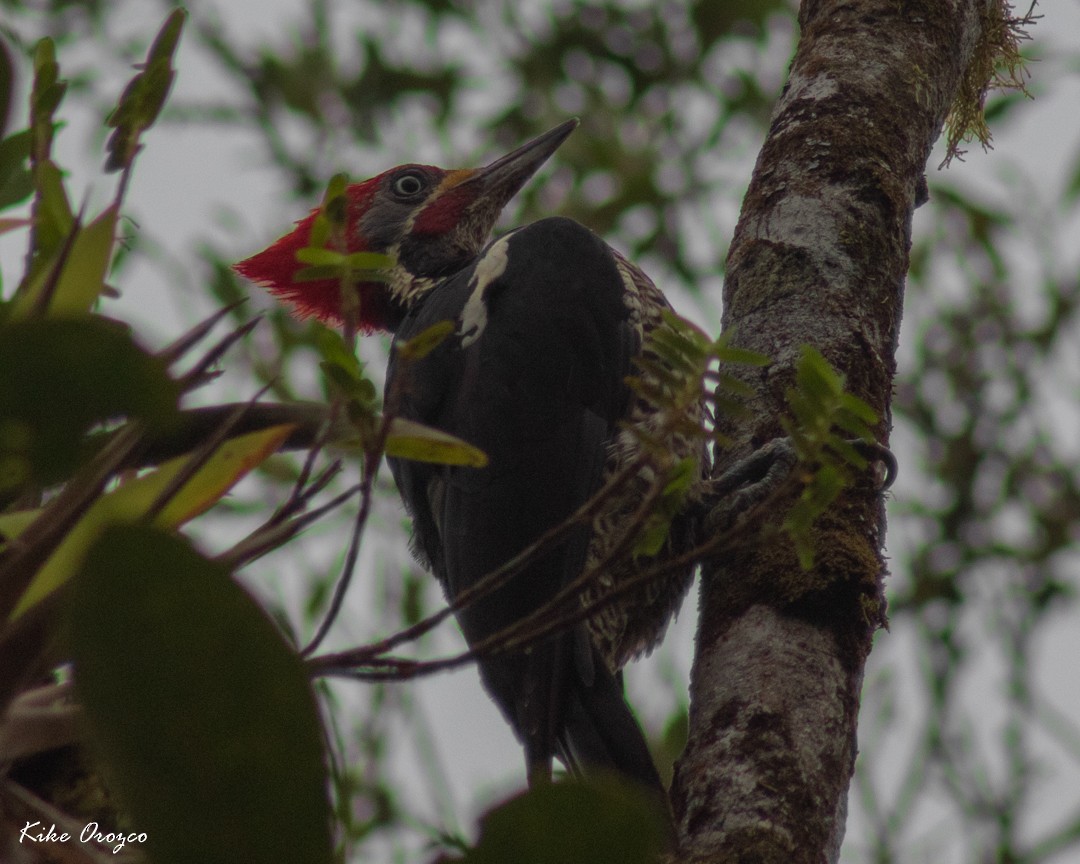 Lineated Woodpecker - José Orozco