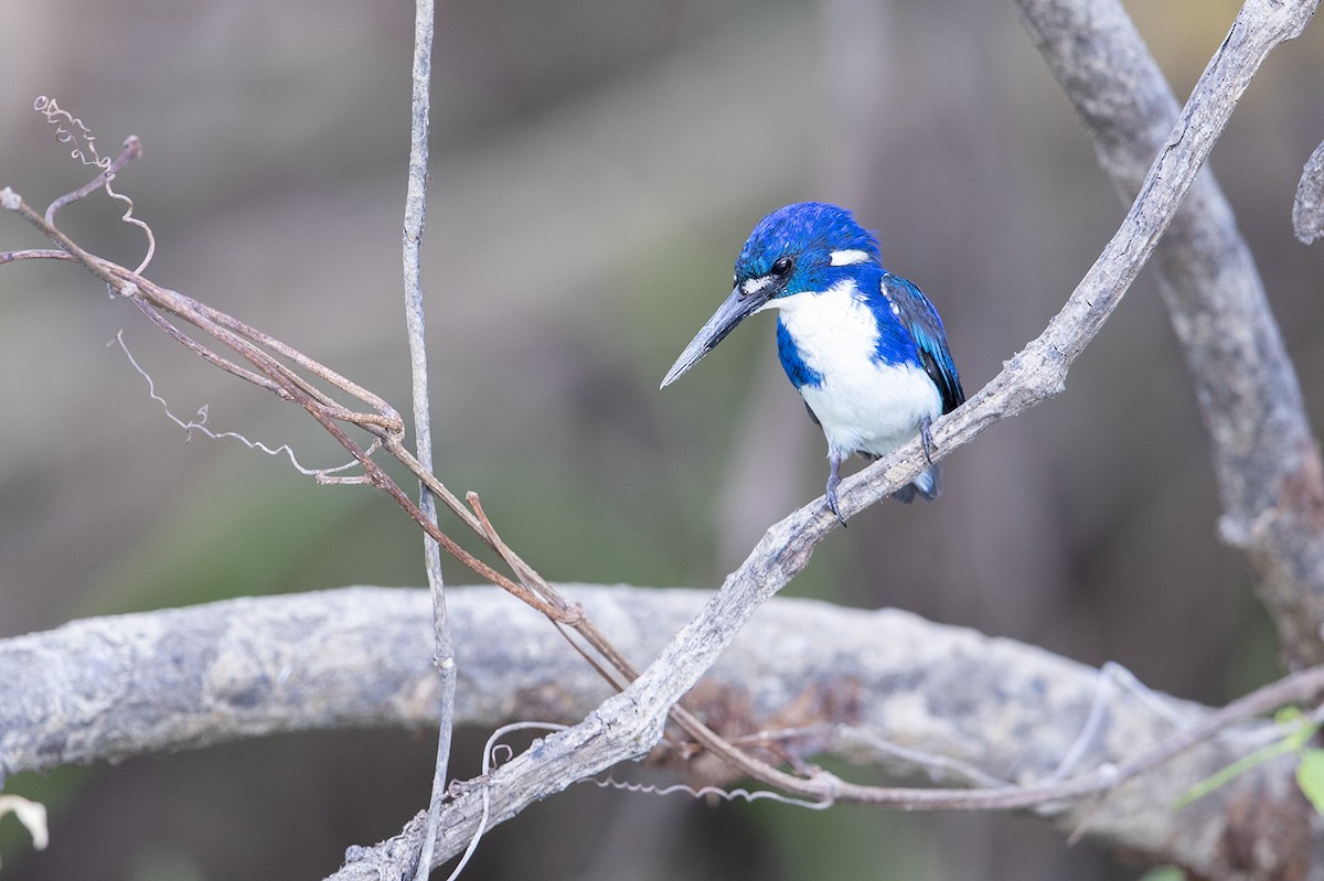 Little Kingfisher - Laurie Ross | Tracks Birding & Photography Tours