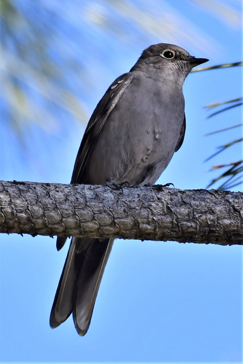 Townsend's Solitaire - Sia McGown