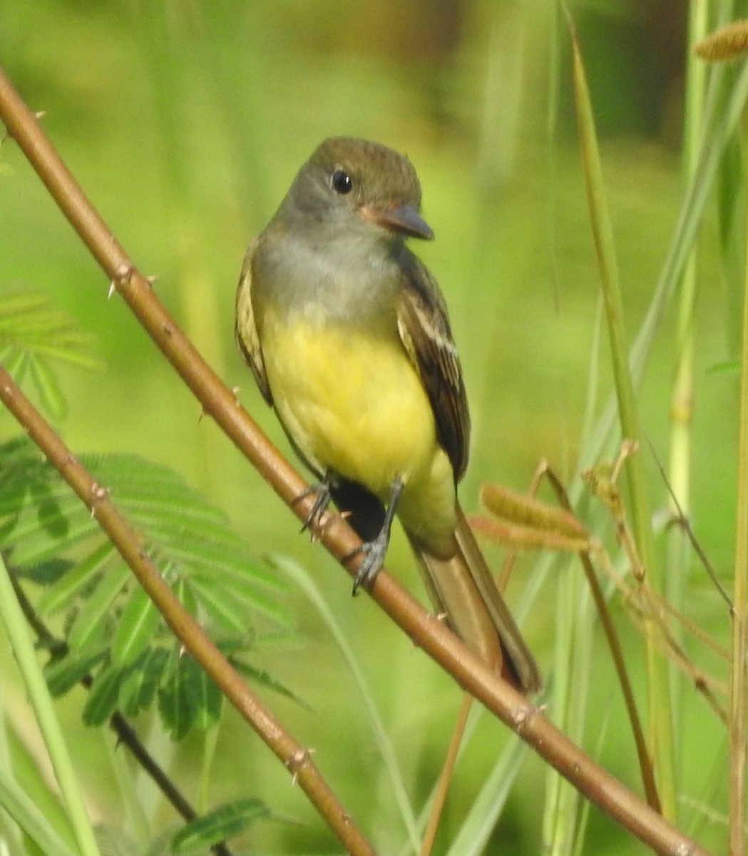 Great Crested Flycatcher - ML184580781