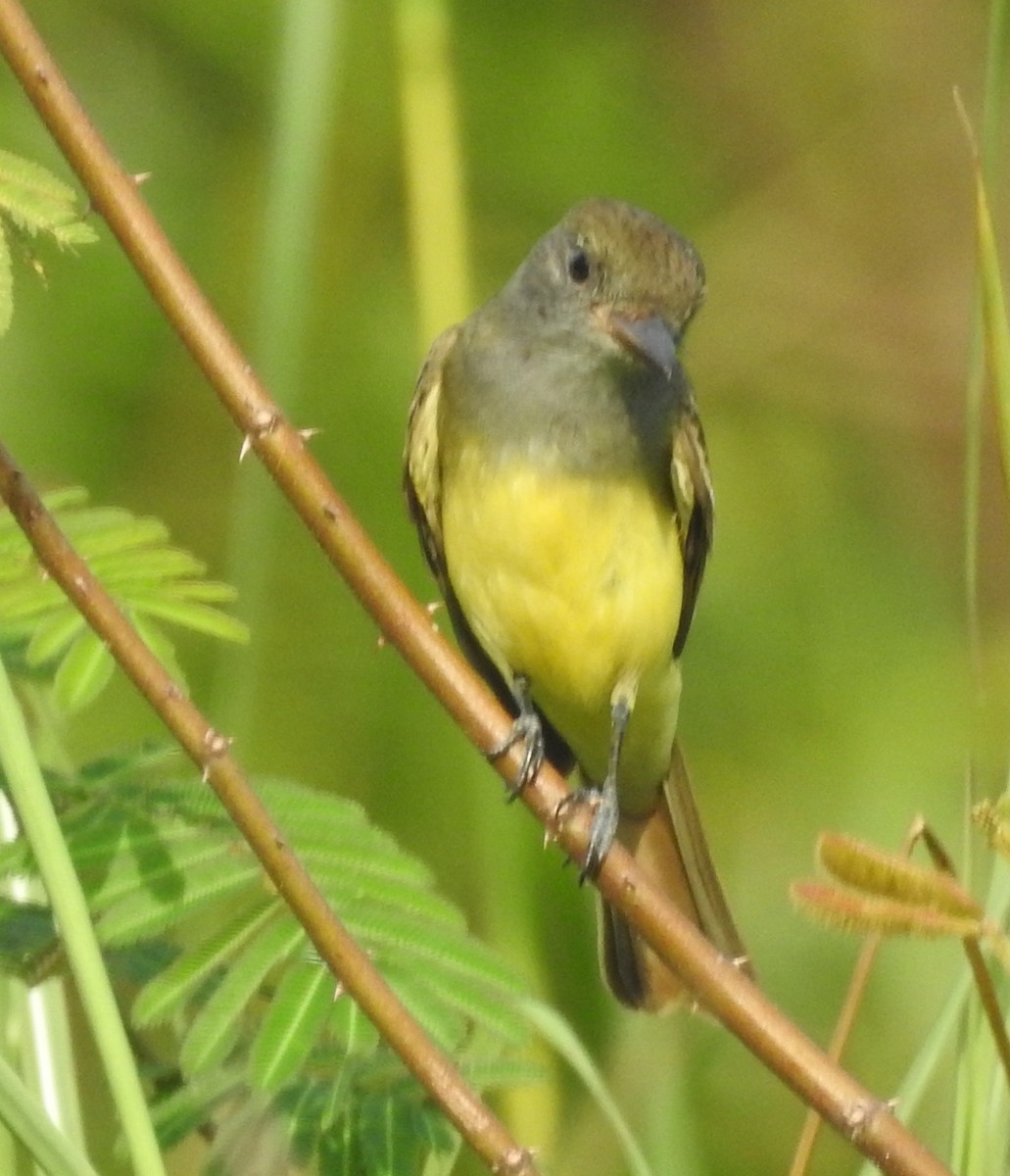 Great Crested Flycatcher - ML184580791