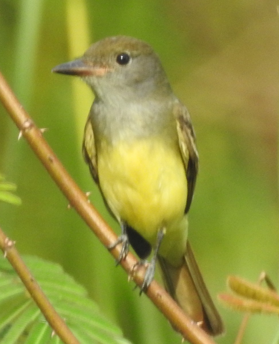 Great Crested Flycatcher - ML184580821