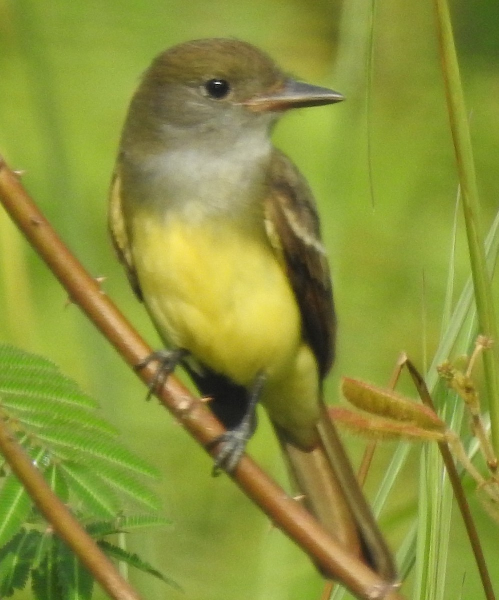 Great Crested Flycatcher - ML184580841