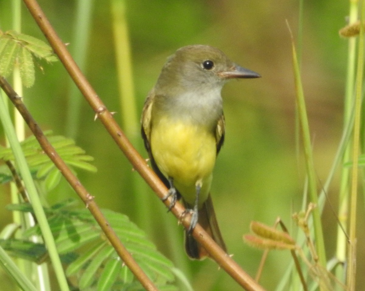 Great Crested Flycatcher - ML184580851