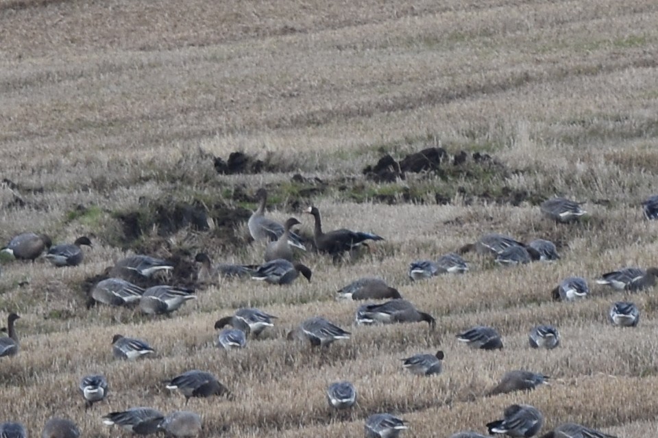 Greater White-fronted Goose (Greenland) - ML184581471