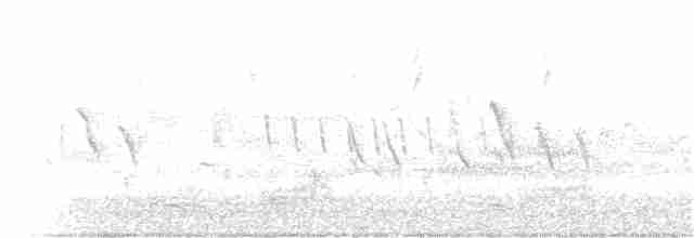 Carouge à épaulettes (groupe phoeniceus) - ML184582001