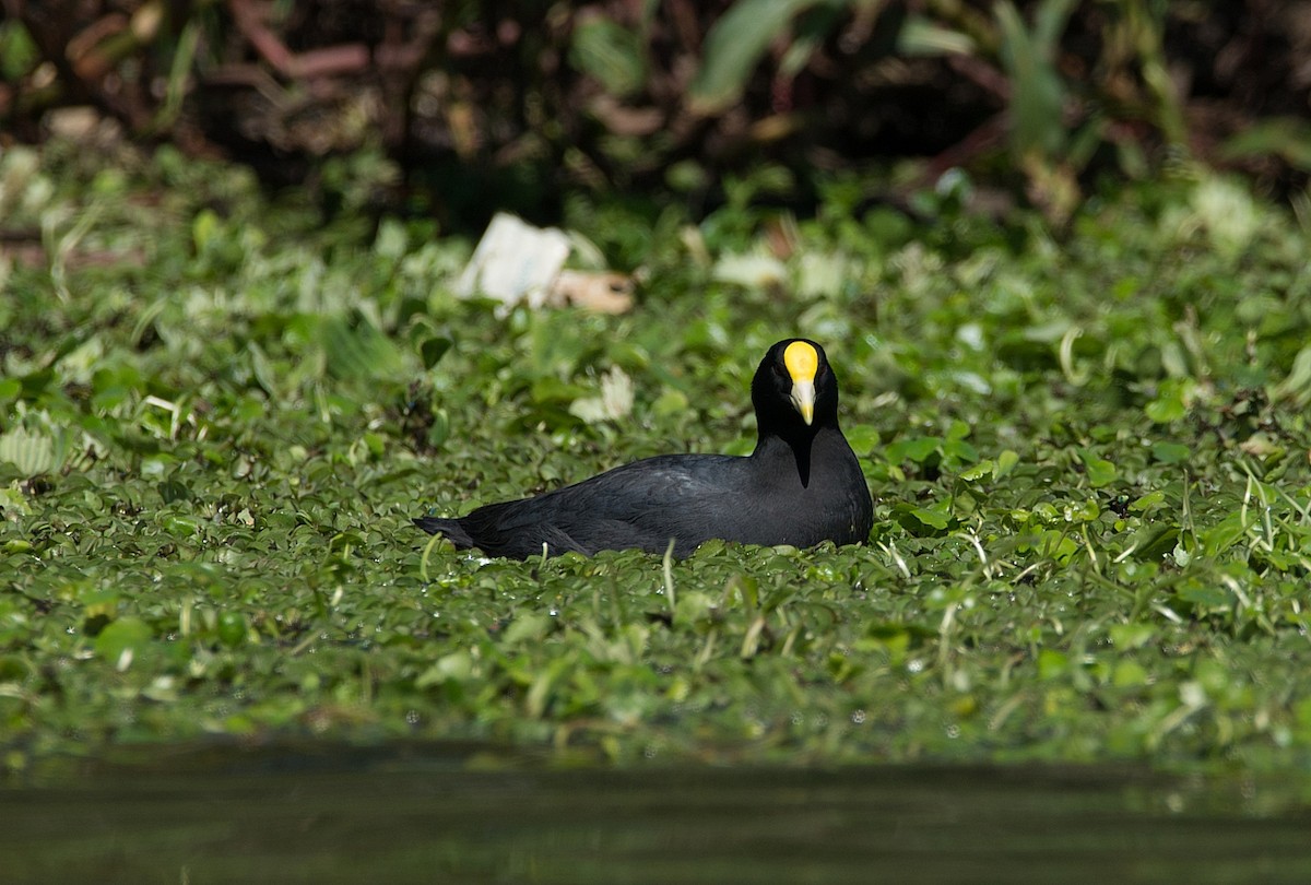 White-winged Coot - ML184582481
