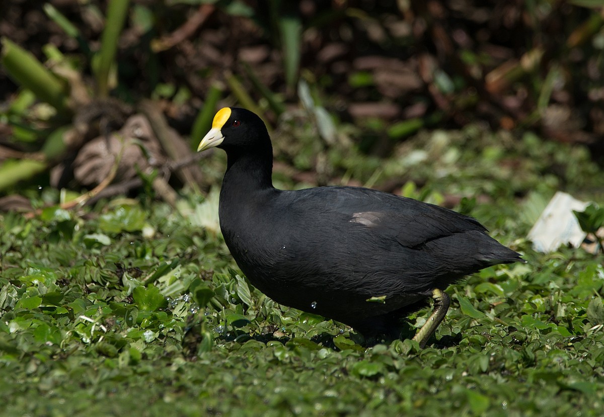 White-winged Coot - ML184582521