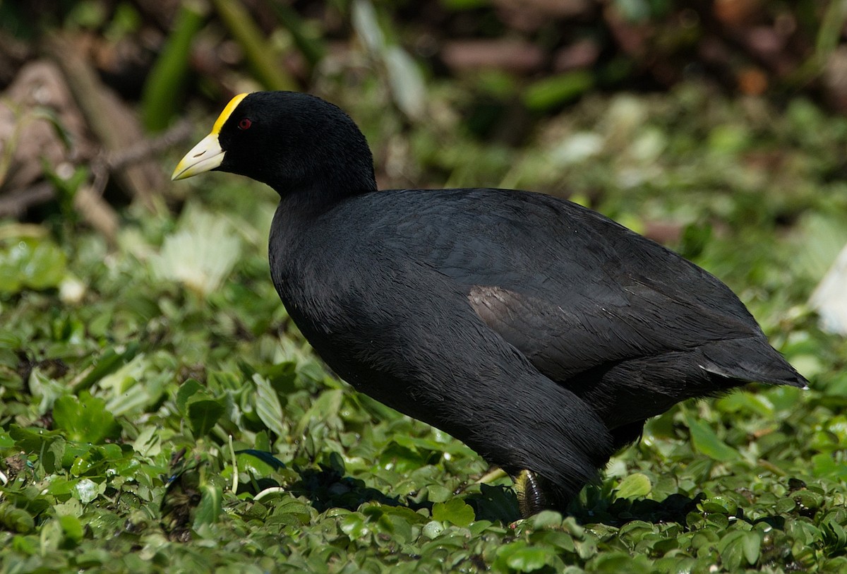 White-winged Coot - ML184582531