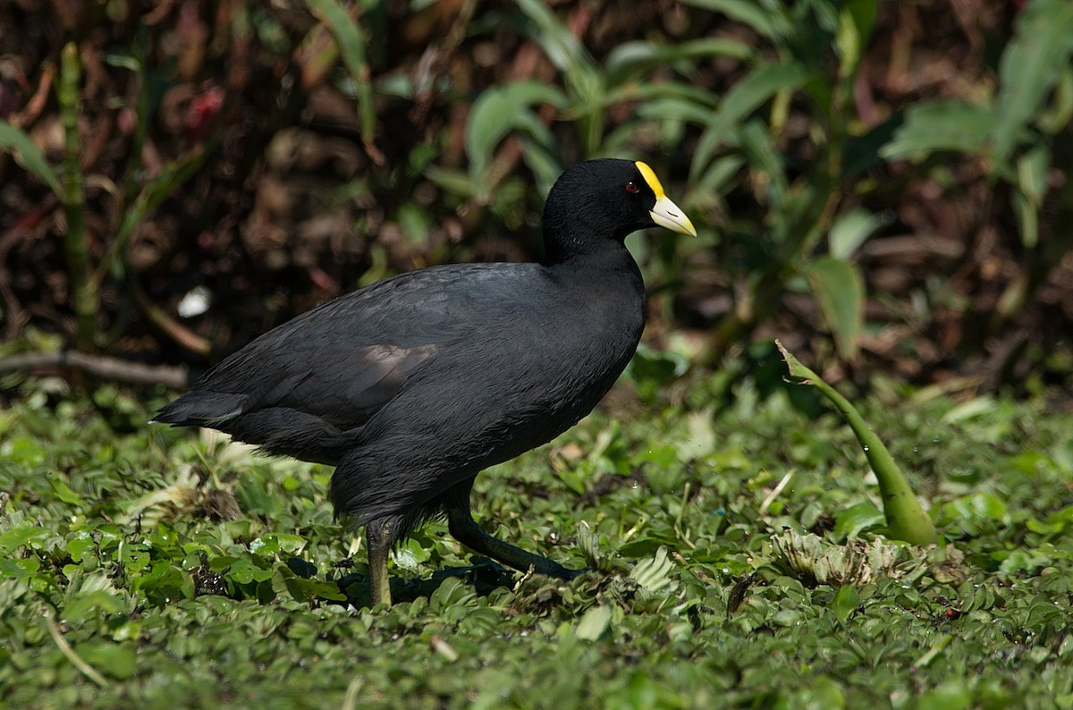 White-winged Coot - ML184582541