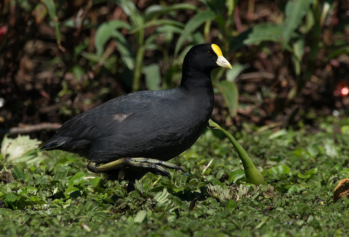 White-winged Coot - ML184582571