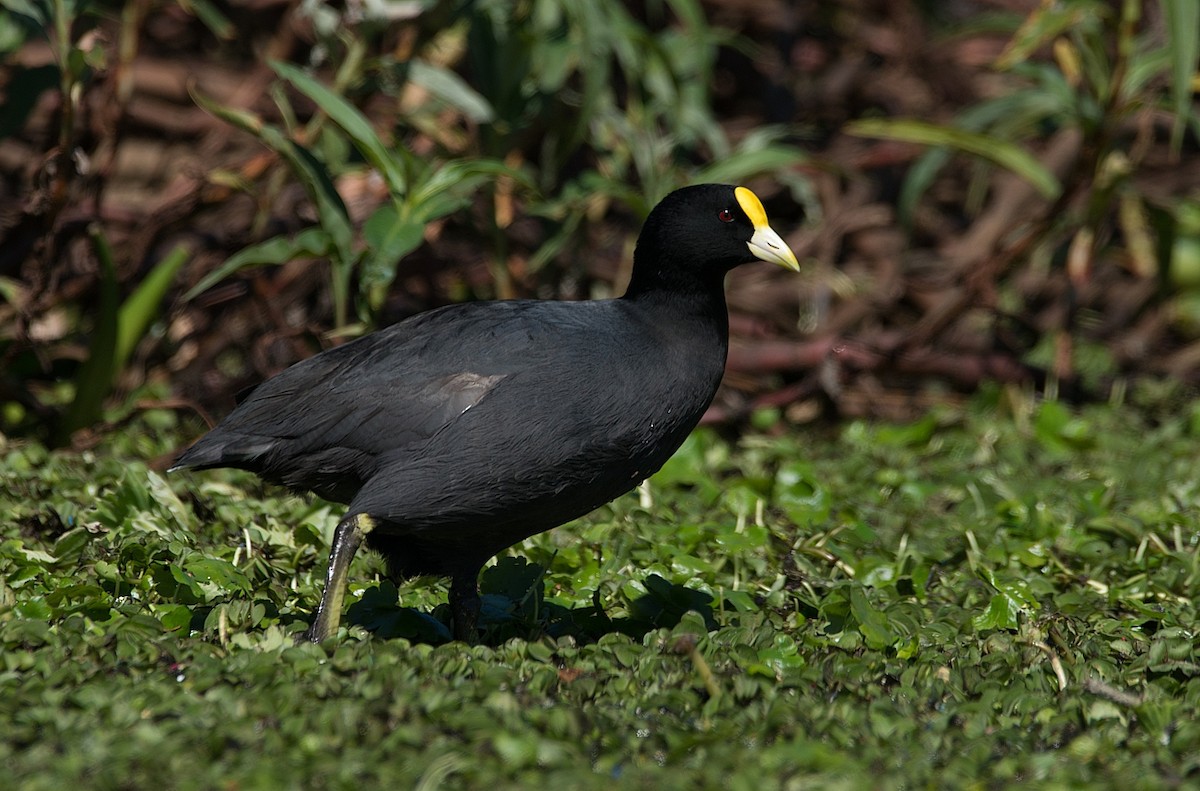 White-winged Coot - ML184582591