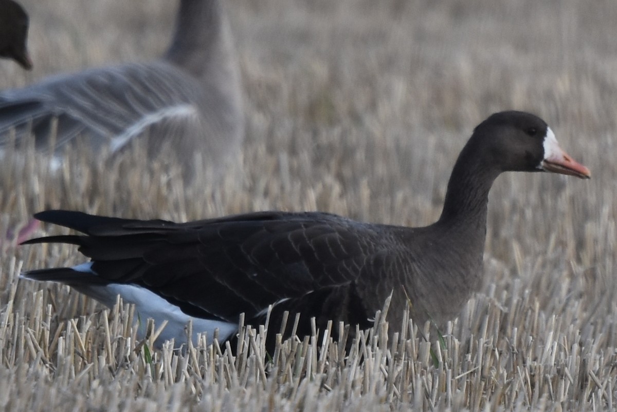 Greater White-fronted Goose (Greenland) - ML184584731