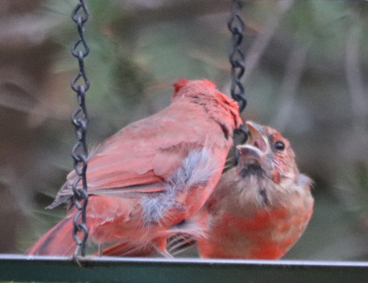 Northern Cardinal - Jean Laperrière COHL