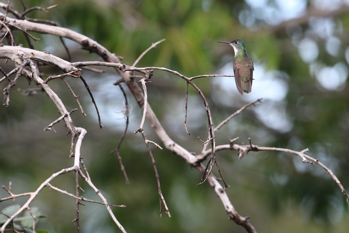 Azure-crowned Hummingbird - ML184587861
