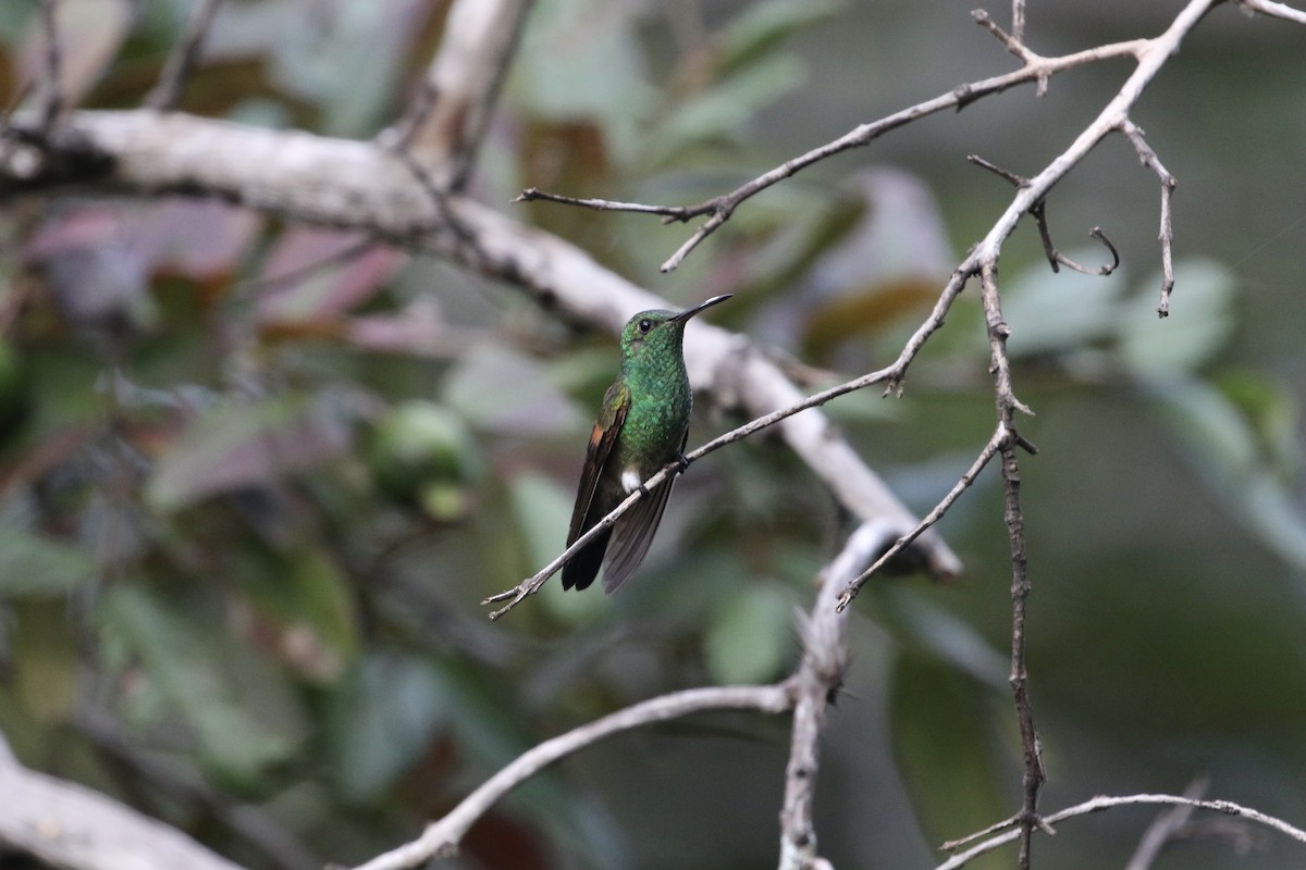 Blue-tailed Hummingbird - ML184588251