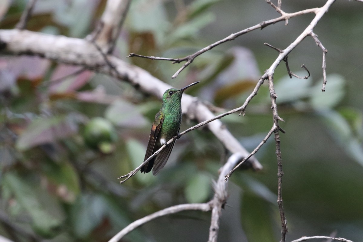 Blue-tailed Hummingbird - ML184588451