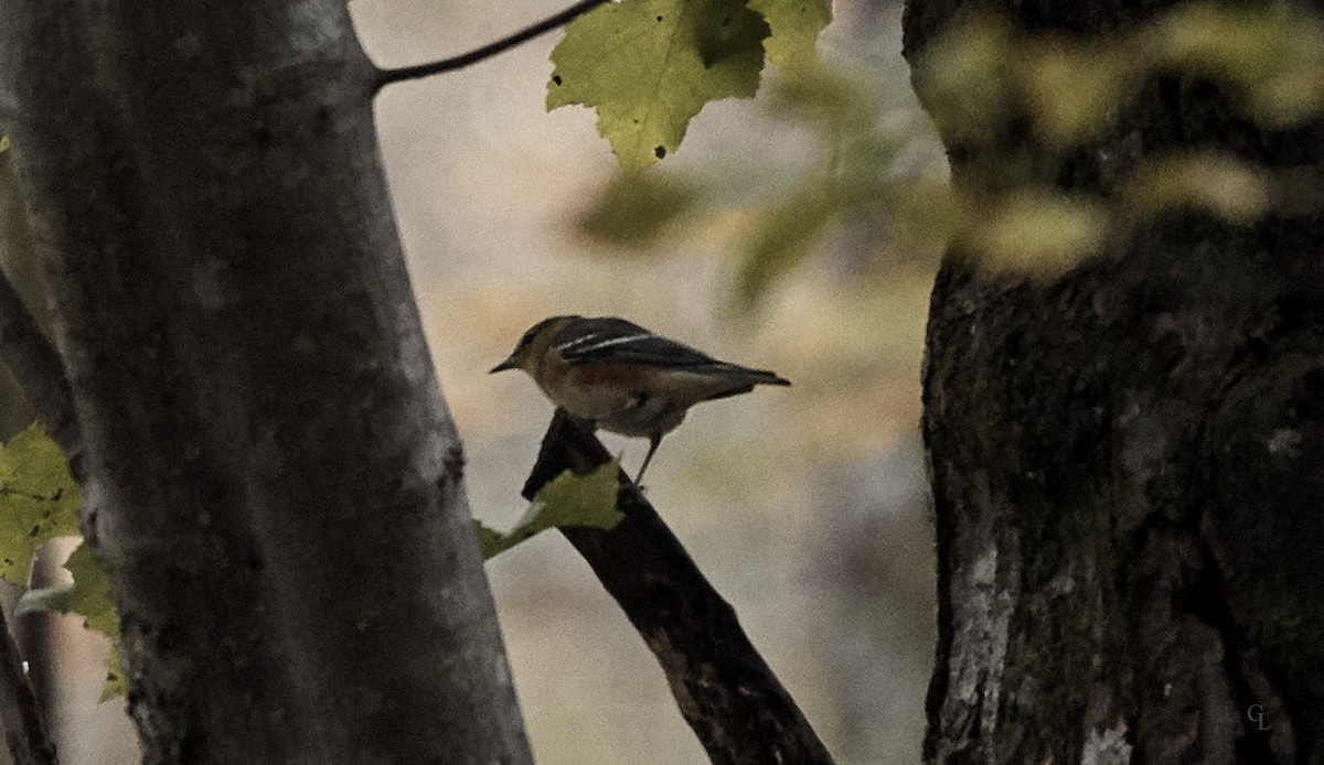 Bay-breasted Warbler - ML184588601