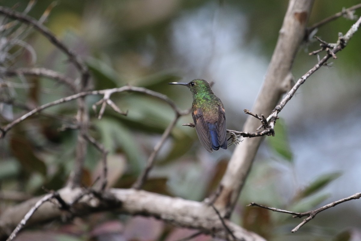 Blue-tailed Hummingbird - ML184588901