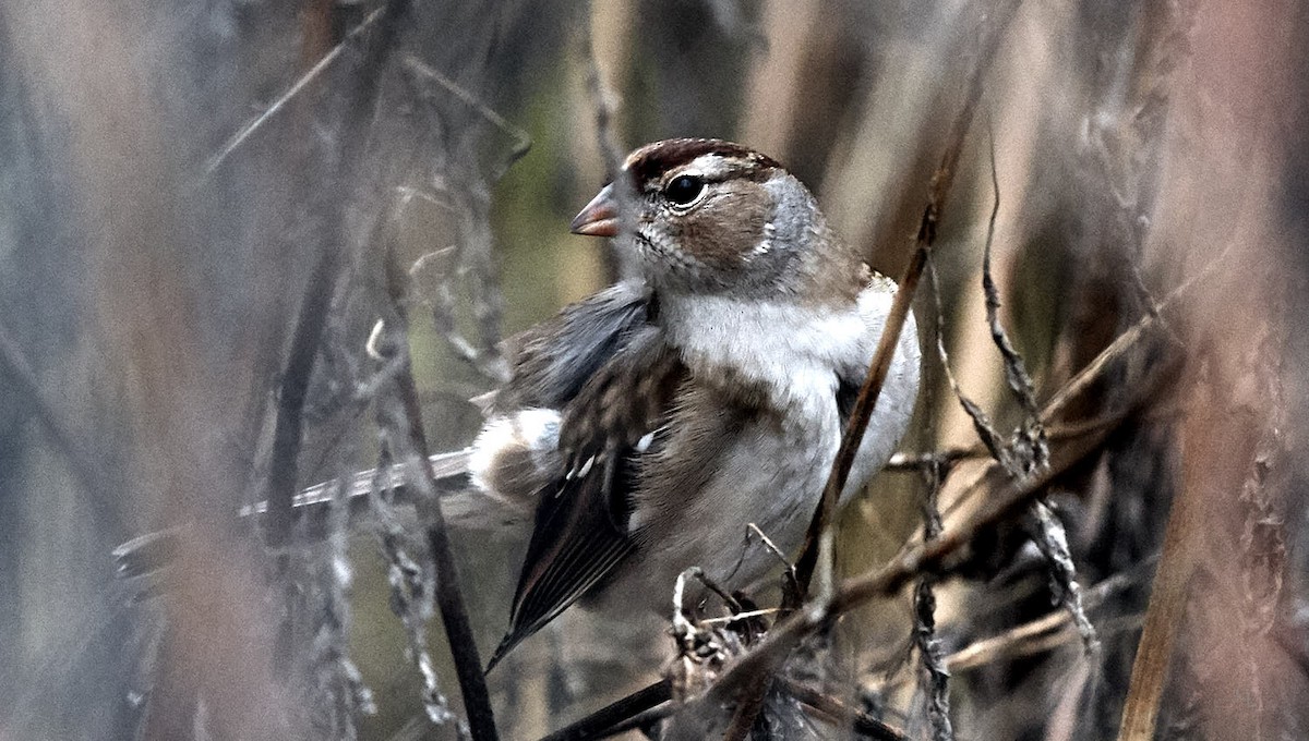 White-crowned Sparrow - Pixie & Gary Lanham