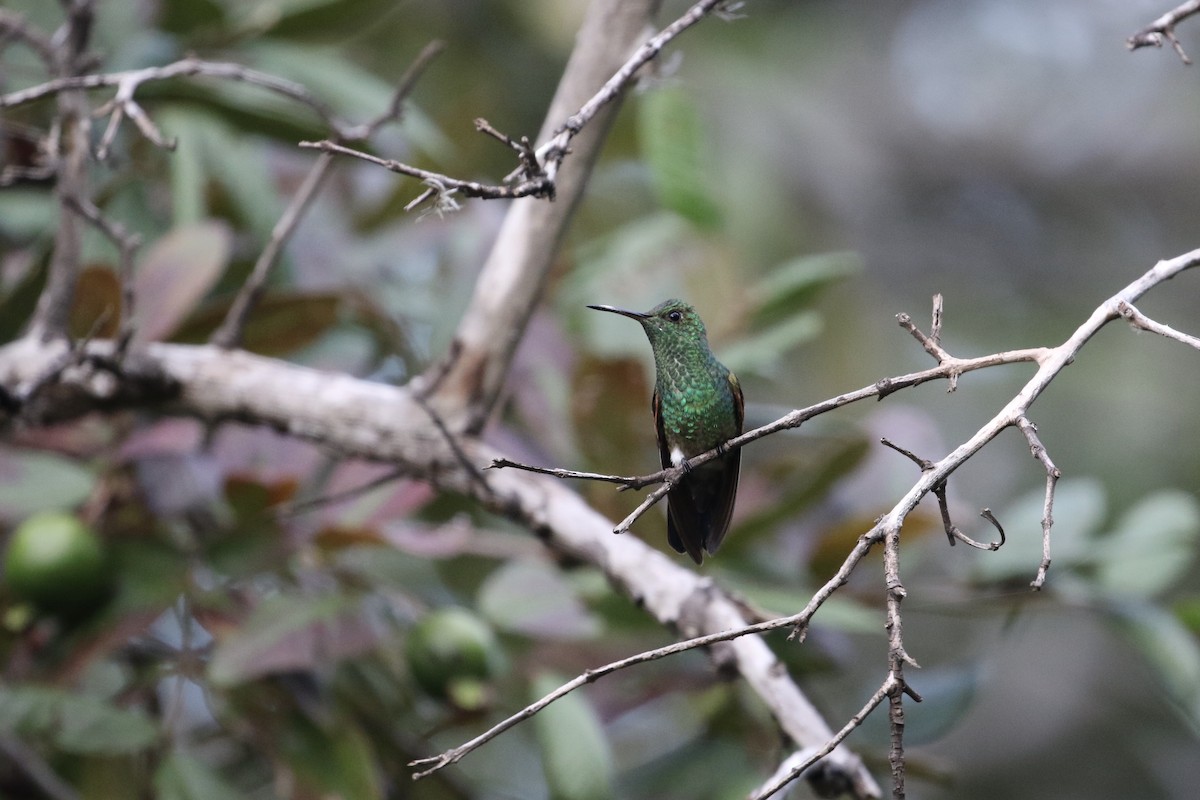 Blue-tailed Hummingbird - ML184589321