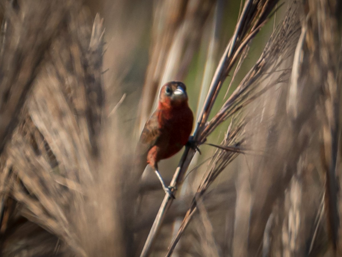 Red-crested Finch - ML184589421