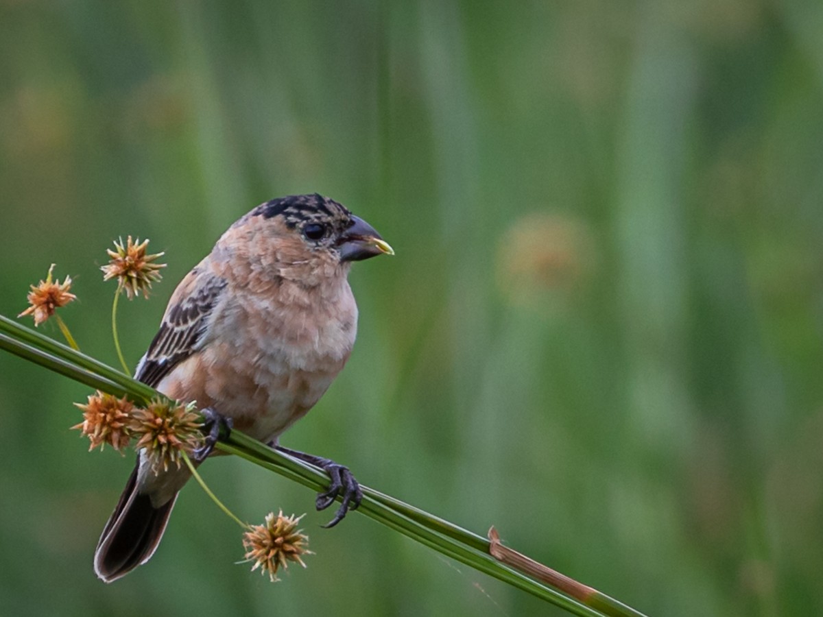 Copper Seedeater - ML184589501