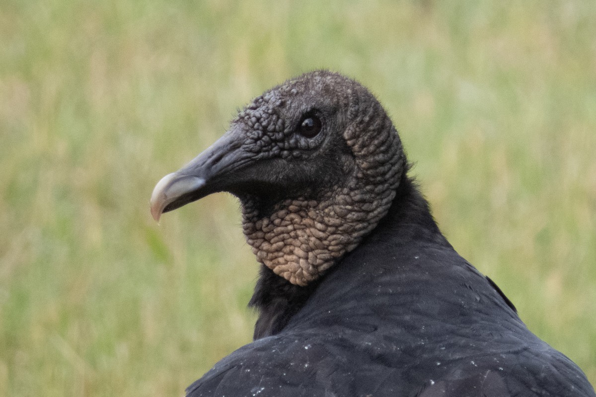 Black Vulture - Marbry Hopkins