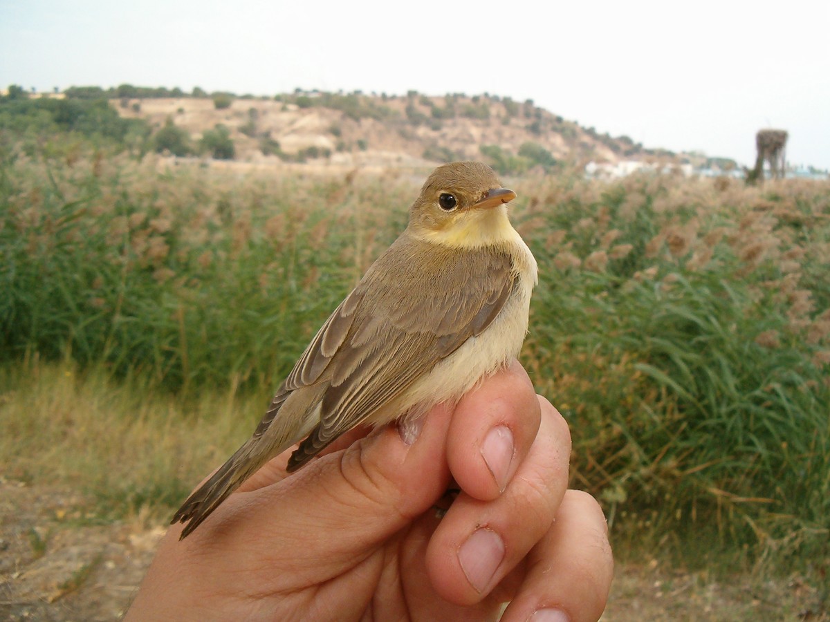 Melodious Warbler - ML184598801